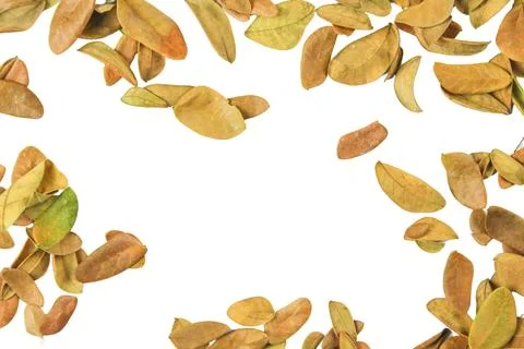 Cutout of leaf texture background with copy space and clipping paths on whi.. Stock Photos