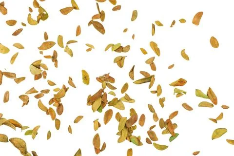 Cutout of leaf texture background with copy space and clipping paths on whi.. Stock Photos