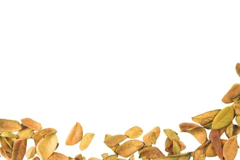 Cutout of leaf texture background with copy space and clipping paths on whi.. Stock Photos