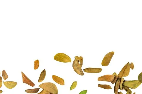 Cutout of leaf texture background with copy space and clipping paths on whi.. Stock Photos