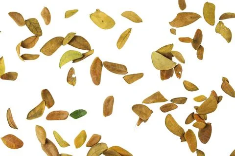 Cutout of leaf texture background with copy space and clipping paths on whi.. Stock Photos