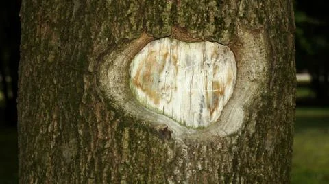 Cutout on the trunk of a tree Stock Photos