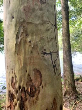 Cuts and Marks on Trees Stock Photos