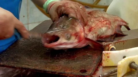 Cuts the fish into pieces with a knife,Primary processing of fish, cutting shop Stock Footage 102061045