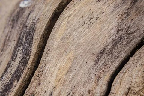 Cuts, holes, knots and texture of a dried tree trunk Stock Photos
