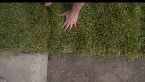 Cuts a roll lawn with a knife Stock Footage 310871328