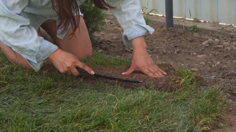Cuts the rolled lawn with a knife Stock Footage 310871498