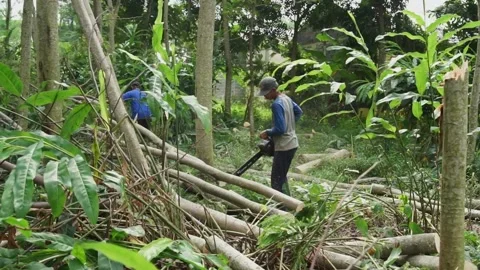Cuts sengon wood using a chainsaw Stock-Footage 232745257
