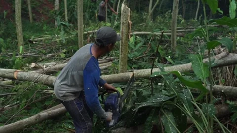 Cuts sengon wood using a chainsaw Stock-Footage 232745264