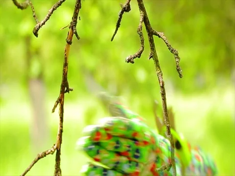 Cuts the trees in the garden Video stock 85233431