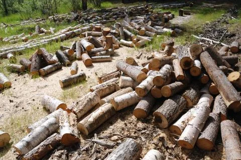 Off cuts of wood Stock Photos