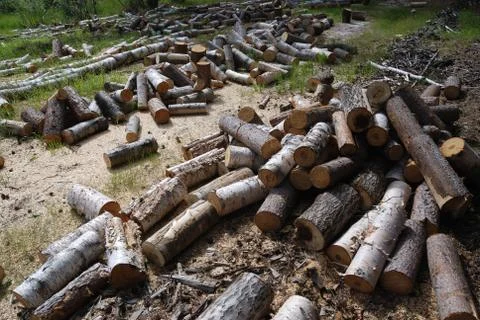 Off cuts of wood Stock Photos