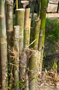 Cutted Bamboo Stock Photos