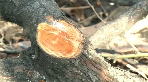 Cutted branch Stock Footage 10678935