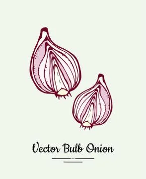 Cutted bulb red onion hand drawn vector illustration. Modern line ink vegetab Stock Illustration