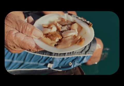 Cutted clam in Shell Stock Footage 278845239