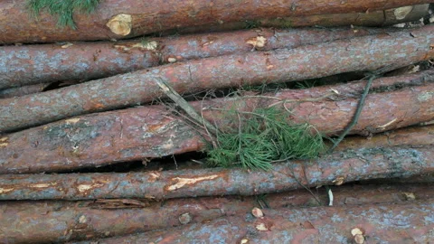 Cutted coniferous tree logs, top view. Stock Footage 267574151