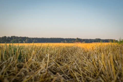 Cutted corn crops on a field Stock Photos