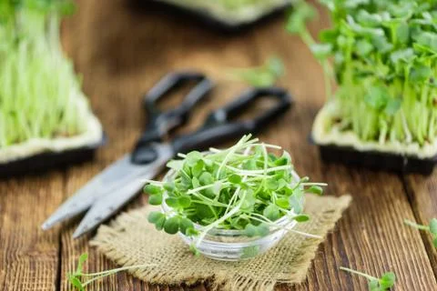Cutted Cress (selective focus) Stock Photos