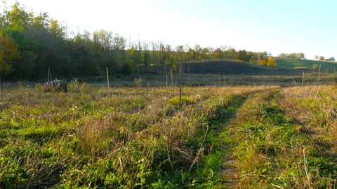 A cutted down forest Stock Footage 142274603