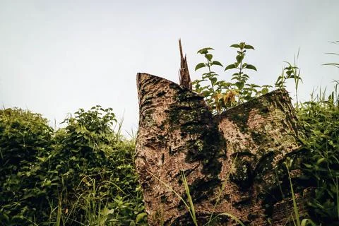 Cutted down tree beside the road surrounded by foliages. Conceptual foresty p Stock Photos