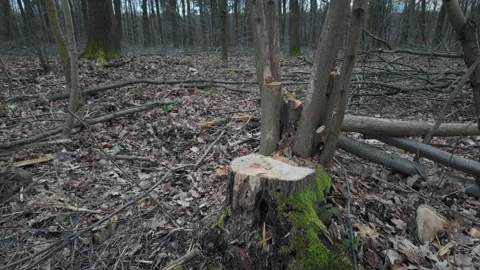 Cutted down tree in the forest, tree stump Stock Footage 267574270