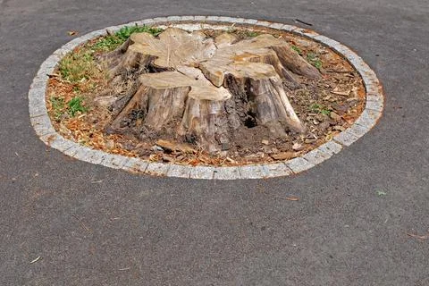 Cutted down tree stump Stock Photos
