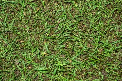 Cutted grass background Foto stock