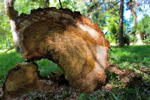Cutted log in forest Stock Photos