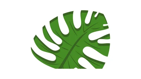 Cutted monstera leaf icon animation | Stock Video | Pond5