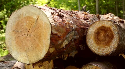 Cutted pine balks drying on the sun Stock Footage 63364866