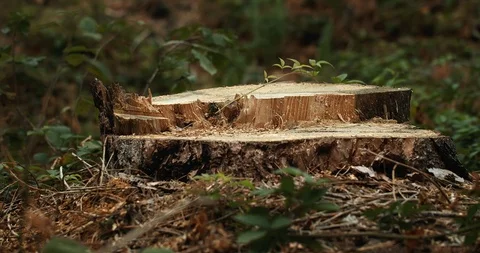 Cutted Pine Tree 動画素材 116597585