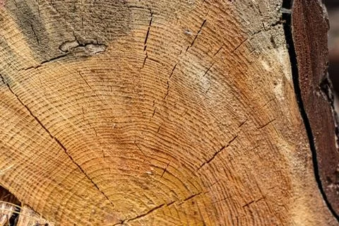 Cutted Pine tree, structure and texture of timber Stock Photos