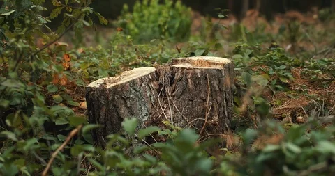 Cutted Pine Trees in Forest Видео 116598411