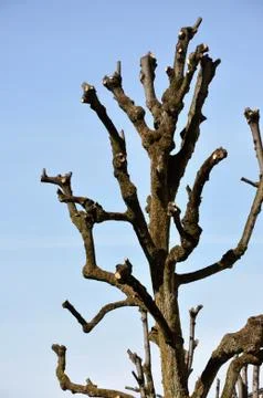 Cutted tree branches, blue sky background Stock Photos
