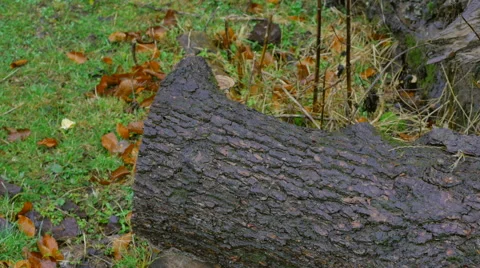 Cutted tree in a forest and autumn weather Stock-Footage 44230129