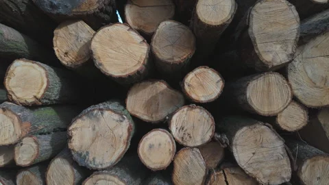 Cutted tree logs, close up Stock Footage 270477074