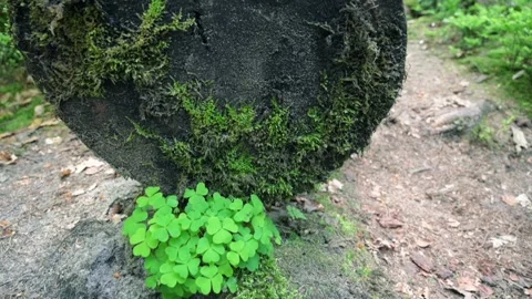 Cutted tree with shamrocks and view of sandstone rocks (Saxon Switzerland) Stock Footage 169301390