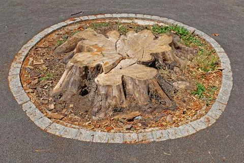 Cutted tree stump Stock Photos