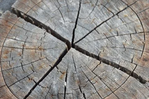 Cutted tree stumps Stockfoto's