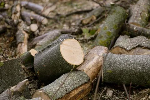 Cutted tree surrounded with sawdust Stock Photos