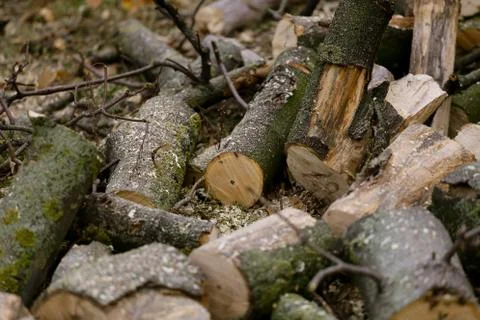 Cutted tree surrounded with sawdust Stock Photos