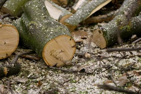 Cutted tree surrounded with sawdust Stock Photos