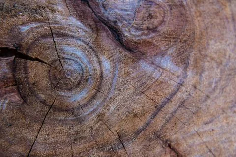 Cutted tree trunk close-up. Stock Photos
