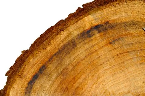 Cutted tree trunk Stock Photos