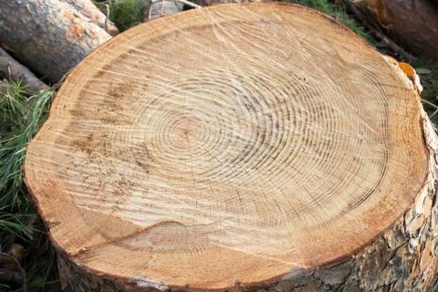 Cutted Tree trunk Stock Photos