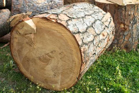Cutted Tree trunk Stock Photos