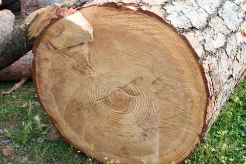 Cutted Tree trunk Stock-Fotos