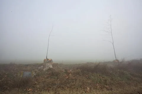 Cutted trees and branches by the edge of a path Stock Photos