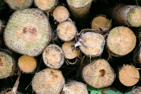 Cutted trees background fine art in high quality prints products fifty megapi Stock Photos